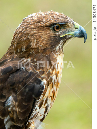 red-tailed hawk or Buteo jamaicensis close-up 54508475
