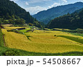 収穫期の井仁の棚田 54508667