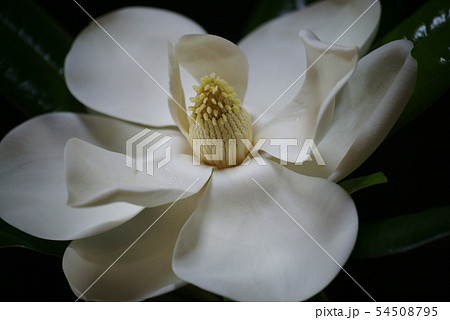 タイサンボクの花 タイサンボクの花 54508795