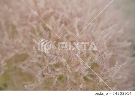 花後、煙のような綿菓子のようなスモークツリー（ケムリノキ）...4 54508914