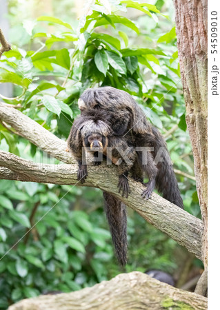 シロガオサキの親子 54509010