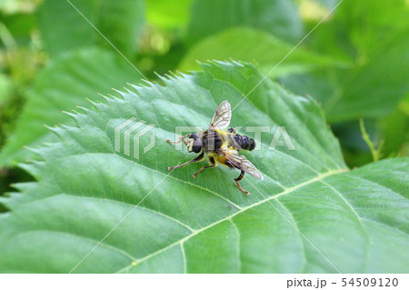 葉っぱに止まったタカサゴハラブトハナアブ 54509120