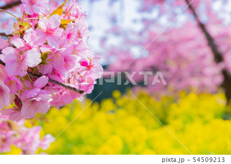 静岡県賀茂郡河津町 河津桜 河津桜まつり 静岡県賀茂郡河津町 河津桜 河津桜まつり 54509213