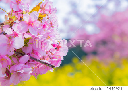 静岡県賀茂郡河津町　河津桜　河津桜まつり 54509214