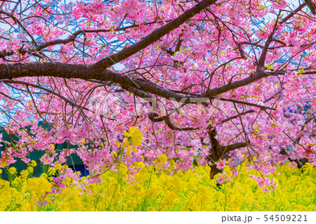 静岡県賀茂郡河津町　河津桜　河津桜まつり 54509221