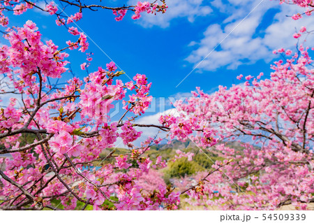 静岡県賀茂郡河津町 河津桜 河津桜まつり 静岡県賀茂郡河津町 河津桜 河津桜まつり 54509339