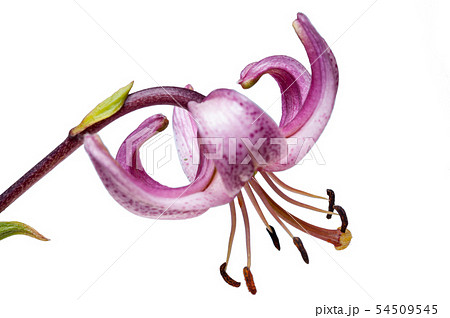 Flower of Martagon white background lillium Flower of Martagon white background lillium 54509545