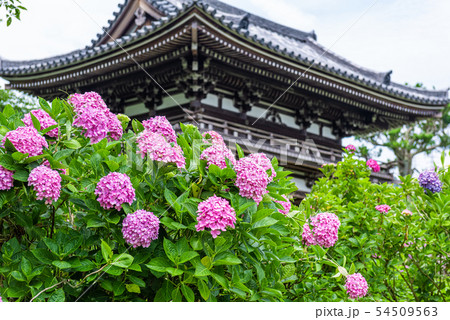 京都府・観音寺 54509563