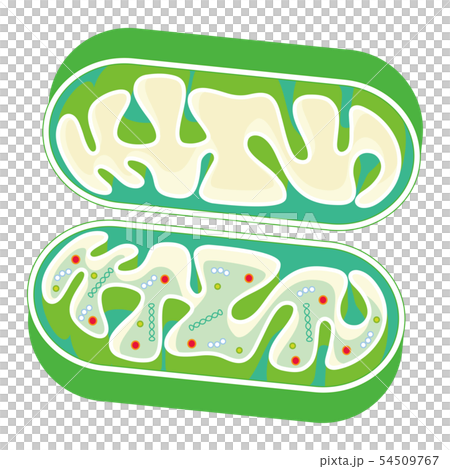 線粒體切掉的線粒體傳染媒介例證 54509767