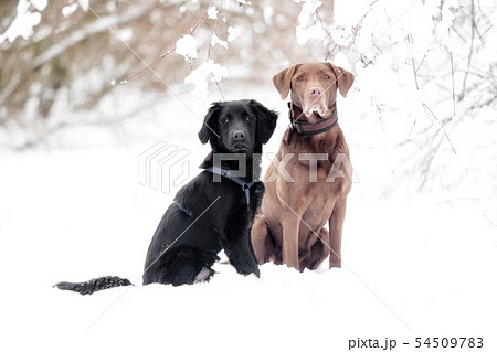 A Labrador And A Puppy Are Playing In The Snowの写真素材