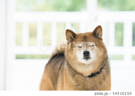 リビングの柴犬 リビングの柴犬 54510150