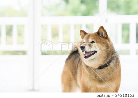 リビングの柴犬 リビングの柴犬 54510152