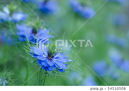 青い花、ニゲラ、黒種草（くろたねそう）：学名 Nigella 54510508