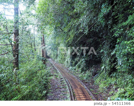 縄文杉トレッキング 54511366