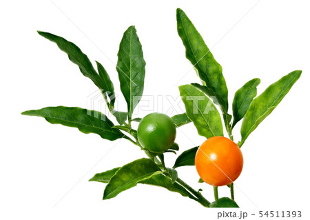 フユサンゴ (深度合成) フユサンゴ (深度合成) 54511393