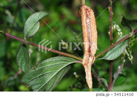チョウセンカマキリの卵 チョウセンカマキリの卵 54511410