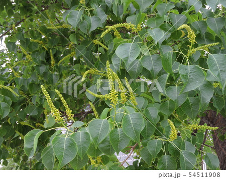 ナンキンハゼノの花 54511908