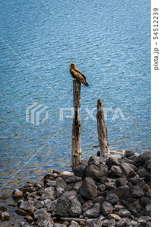 Black kite bird on lake Chuzenji, Nikko, Japan 54512239
