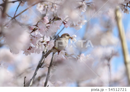 桜をついばむ鳥 54512721