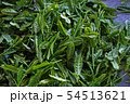 収穫したての新茶 54513621