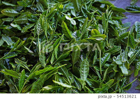 収穫したての新茶 54513621