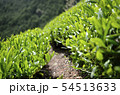 山の茶畑 54513633