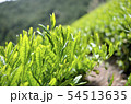 山の茶畑 54513635