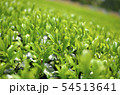 山の茶畑 54513641