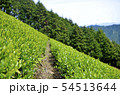 山の茶畑 54513644