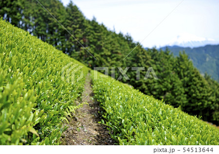 山の茶畑 山の茶畑 54513644
