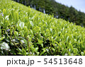 山の茶畑 54513648