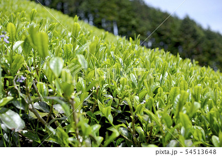 山の茶畑 山の茶畑 54513648