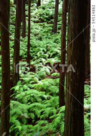 横山展望台へのシダ畑とスギ林 54514862