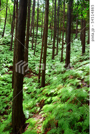 横山展望台へのシダ畑とスギ林 54514865