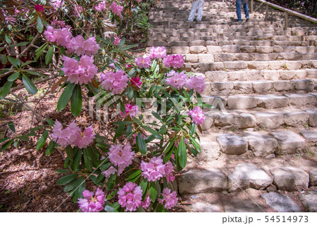 奈良県　女人高野　しゃくなげの咲く室生寺　鎧坂を登る人 54514973