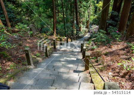 奈良県 女人高野 新緑の室生寺 奥の院からの階段としゃくなげの写真素材