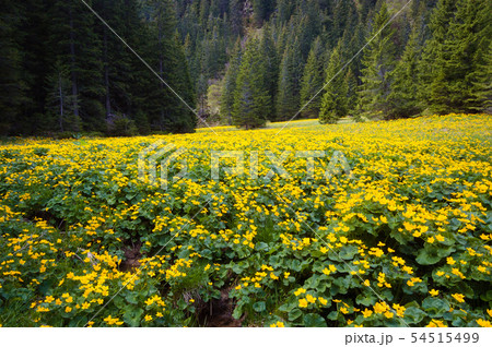 Blooming mountain valley Blooming mountain valley 54515499