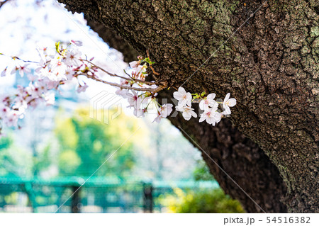 桜の花 54516382