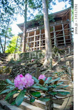 奈良県　女人高野　新緑の室生寺　奥の院としゃくなげ 54517092