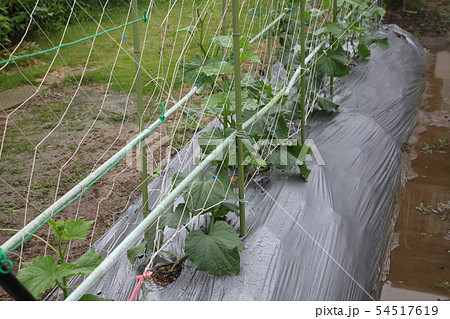 七月のキュウリ 七月のキュウリ 54517619