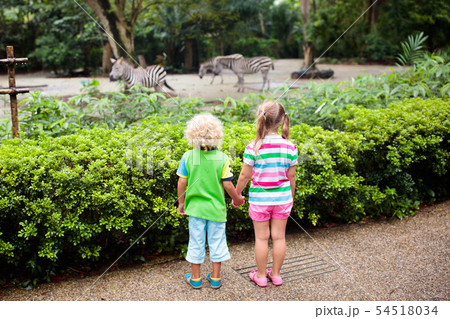 Kids watch zebra at zoo. Children at safari park. 54518034