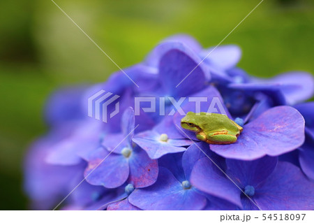 アジサイとカエル 54518097