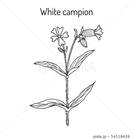 Bladder or white campion Silene latifolia , medicinal plant 54518439