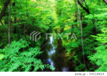 東京 福生 玉川上水(新堀橋より) 東京 福生 玉川上水(新堀橋より) 54518924