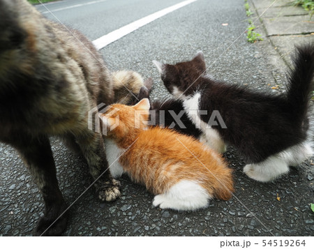 野良猫・子猫・授乳 野良猫・子猫・授乳 54519264