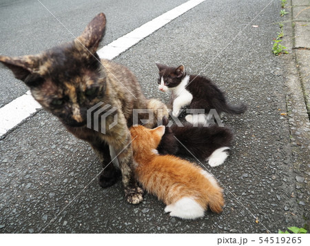 野良猫・子猫・授乳 54519265