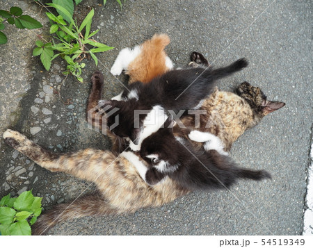 野良猫・子猫・授乳 54519349