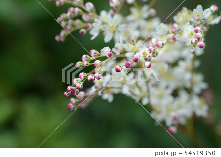 Fern-leaf dropwort 54519350