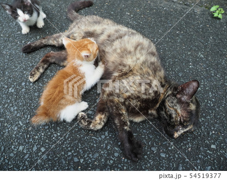 野良猫・子猫・授乳 54519377