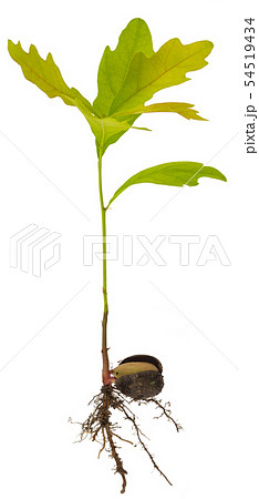 Sprout a young oak tree on white background. 54519434